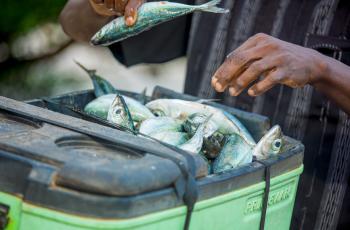 Photos of fishers, fish processors, and fish sellers captured from Jimbo beach in Kwale County, Southern Coast of Kenya. Photo by WorldFish.