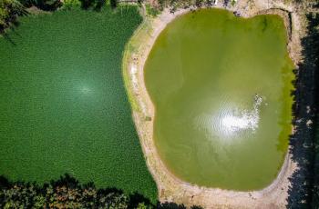 Rice-fish plot. Photo by Harun/Rashid, WorldFish.