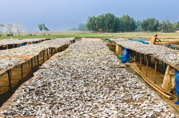 Drying small fish in the sun on bamboo mats. Photo by Harun/Rashid, WorldFish.