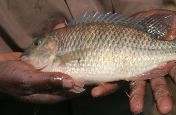 Tilapia Aquaculture in Africa Tilapia Aquaculture in Africa