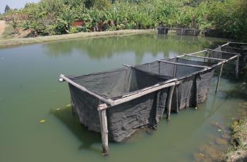 Aquaculture. Photo by Stevie Mann, WorldFish.