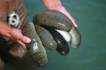 Sea cucumber in Vietnam. Photo by Dominyk Lever.