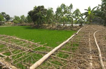 An aquatic agricultural system, Bangladesh. Photo by Peter Fredenburg.