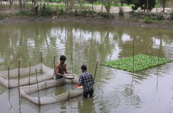 Gathering fish seed, Bangladesh. Photo by Peter Fredenburg.