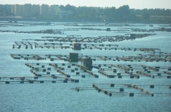 Large tilapia cages near Alexandria, Egypt. Photo by Graeme Macfadyen (Poseidon).