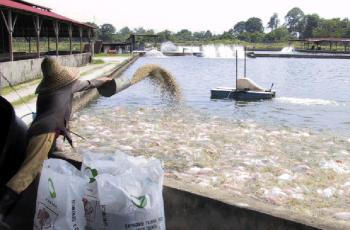 Intensive tilapia farming, Malaysia. Photo by J. Thodesen.