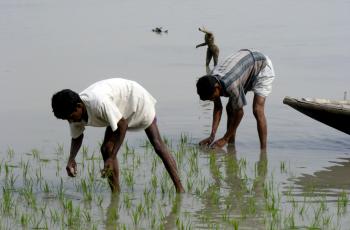 Aquaculture, Bangladesh. Photo by Martin Van Brakel.