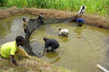 Aquaculture Fish pond in Mway Wathu Association, Tsuende village, Moatize District, Tete Province, Mozambique. Photo by Peter Fredenburg.