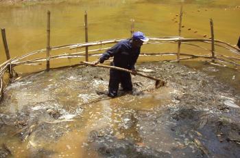 Aquaculture, Cameroon. Photo by Randall Brummett.