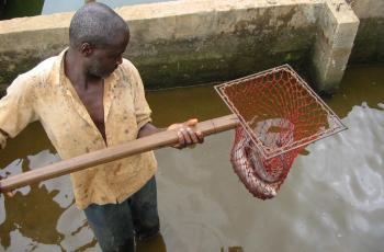 Aquaculture, Cameroon. Photo by Randall Brummett.