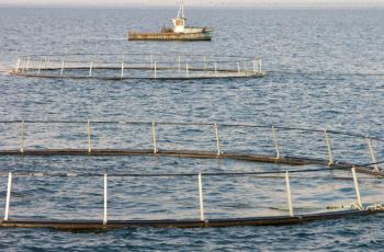 Aquaculture, Malawi. Photo by Jamie Oliver.