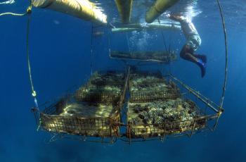 Giant clam floating ocean cages, Solomon Islands. Photo by Mike McCoy.