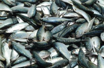 Fresh sardinella, Senegal. Photo by Anne Delaporte, WorldFish.