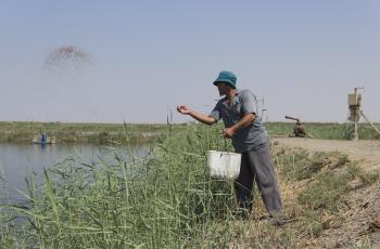 Fish feeding at large fish farm, Fayoum, Egypt. Photo by Samuel Stacey.