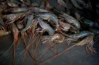 Shrimp market. Photo by WorldFish.