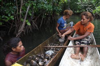 Women removing the shell from mangrove mudshells in Malaita, Solomon Islands. Photo by Wade Fairley, WorldFish.