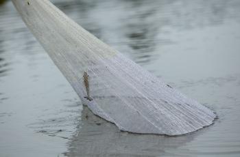 A farmer pulling a net back from his shrimp pond in Aceh, Indonesia. Photo by Mike Lusmore/Duckrabbit, WorldFish..