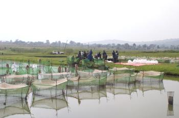 Preparing tilapia fry near Jinja, Uganda. Photo by Malcolm Dickson.