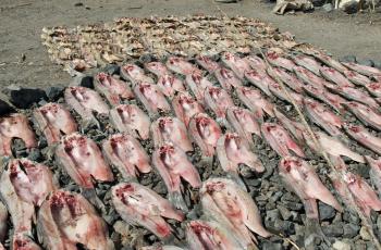 Drying Fish in Lake Turkana, Kenya. Photo by Patrick Dugan, WorldFish.