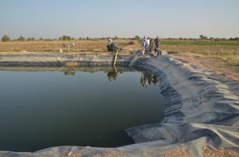 Desert aquaculture in El Minya, Upper Egypt. Photo by Jens Peter Tang Dalsgaard, WorldFish.