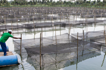 Embedding One Health in aquatic food production during COVID-19