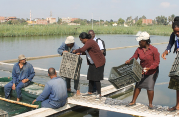 FOODSEC – Middle East Food Security