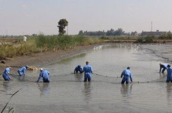 Feeding Africa: Leadership to scale up successful innovations
