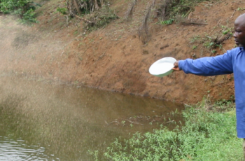 Practical Aquaculture Feed Management