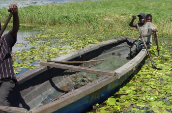 Virtual Panel: Situational Analysis of Fish and Fisheries of the Kafue Flats Wetland Ecosystem