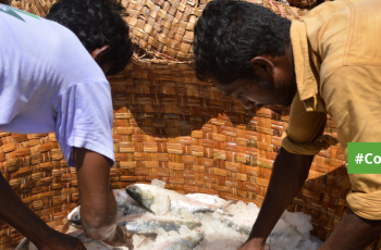 Country Event: 1st Central Committee Meeting for the “Hilsa Conservation and Development Fund (HCDF)” Country Event: 1st Central Committee Meeting for the “Hilsa Conservation and Development Fund (HCDF)”