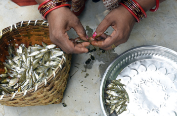 Virtual Webinar: Understanding and Managing Small-scale Fisheries in Inland Open Waters: Status and Opportunities Virtual Webinar: Understanding and Managing Small-scale Fisheries in Inland Open Waters: Status and Opportunities