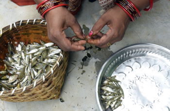 Virtual Webinar: Understanding and Managing Small-scale Fisheries in Inland Open Waters: Status and Opportunities 