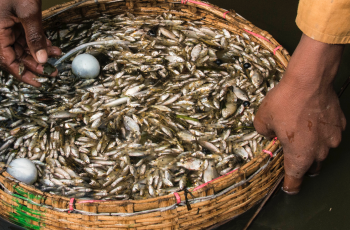 FAO and Global Panel webinar: Future Food Systems: For people, our planet, and prosperity FAO and Global Panel webinar: Future Food Systems: For people, our planet, and prosperity
