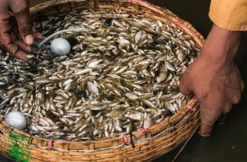 FAO and Global Panel webinar: Future Food Systems: For people, our planet, and prosperity