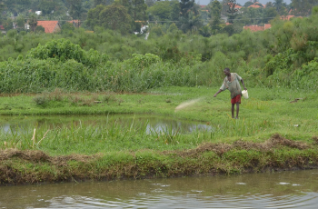 9th Webinar on Aquaculture in Africa: Aquafeeds in Africa 9th Webinar on Aquaculture in Africa: Aquafeeds in Africa