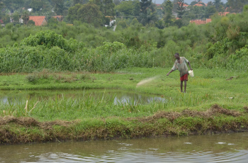 9th Webinar on Aquaculture in Africa: Aquafeeds in Africa