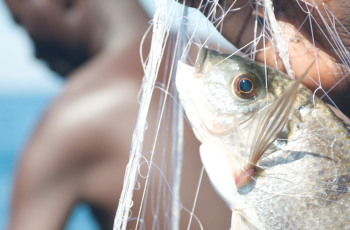 Innovation Zoominar: Raising Genetically Improved Tilapia in Climate-Smart Ponds Innovation Zoominar: Raising Genetically Improved Tilapia in Climate-Smart Ponds