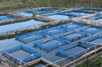 FAO Global Regional Aquaculture Reviews: Presentation of The State of World Aquaculture 2020 FAO Global Regional Aquaculture Reviews: Presentation of The State of World Aquaculture 2020