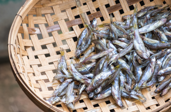 Special FAO Seminar on Food and Nutrition: Urgent call for agri-food systems transformation to achieve healthy diets for all Special FAO Seminar on Food and Nutrition: Urgent call for agri-food systems transformation to achieve healthy diets for all