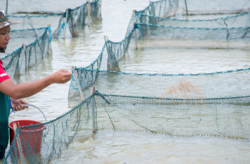 11th Symposium on Diseases in Asian Aquaculture (DAA11)