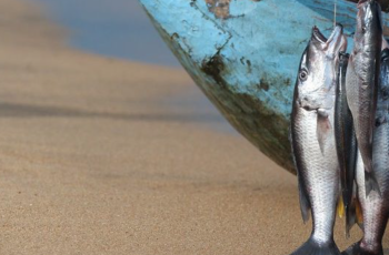 Virtual Dialogues: Building Forward Better with Aquatic Foods Virtual Dialogues: Building Forward Better with Aquatic Foods
