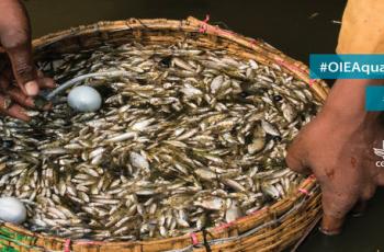 OIE Global Conference on Aquatic Animal Health OIE Global Conference on Aquatic Animal Health