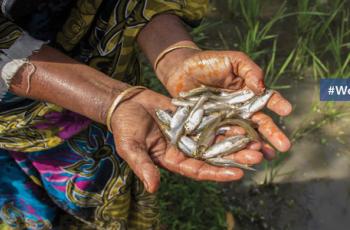 WorldFish events: 78th Board of Trustees meeting WorldFish events: 78th Board of Trustees meeting