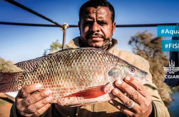 WorldFish HQ events: Tilapia Better Management Practices (BMPs) Guidelines Workshop