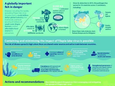 Tilapia lake virus: putting a global resource at risk