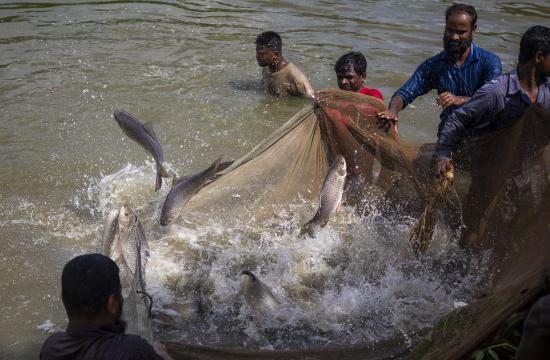 carp farming bangladesh