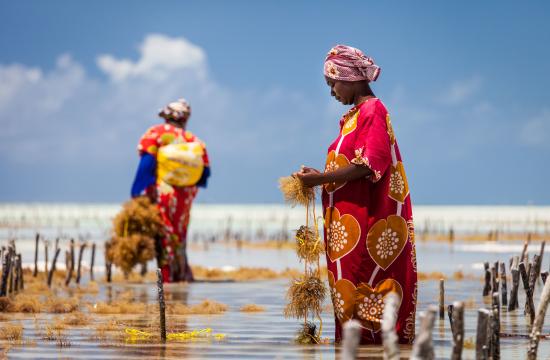 Harvesting seaweed in Jambiani
