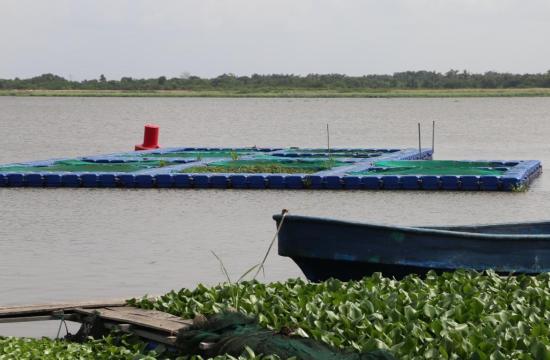 Water hyacinth menace at Orisha Farms, operated by Chukwuma Daniel, in Badagry, Lagos State, Nigeria