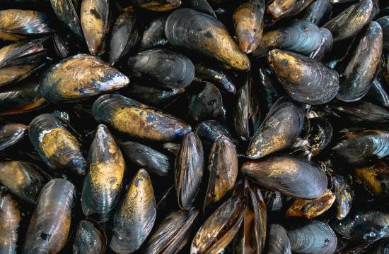 mussels