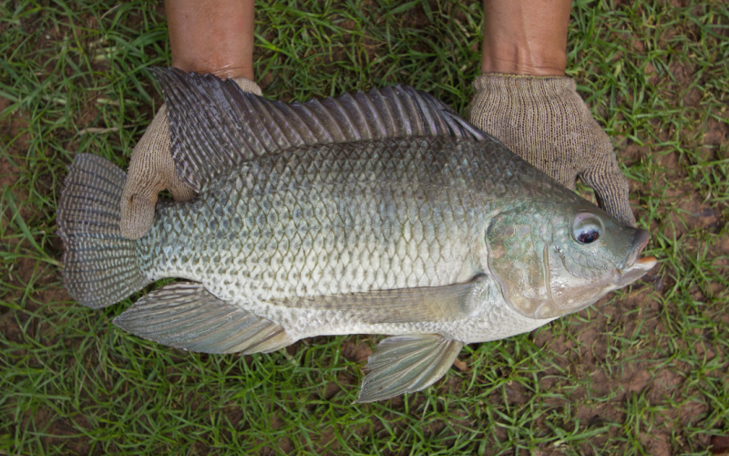 WorldFish has played a pioneering role in aquaculture production through its long-standing tilapia genetic improvement (GIFT) program since the 1980s. Photo by WorldFish.